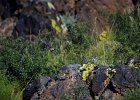Izabeltapuit (Isabelline wheatear) (Oenanthe isabellina)- Khogno Khan 11-08-2016 (4)